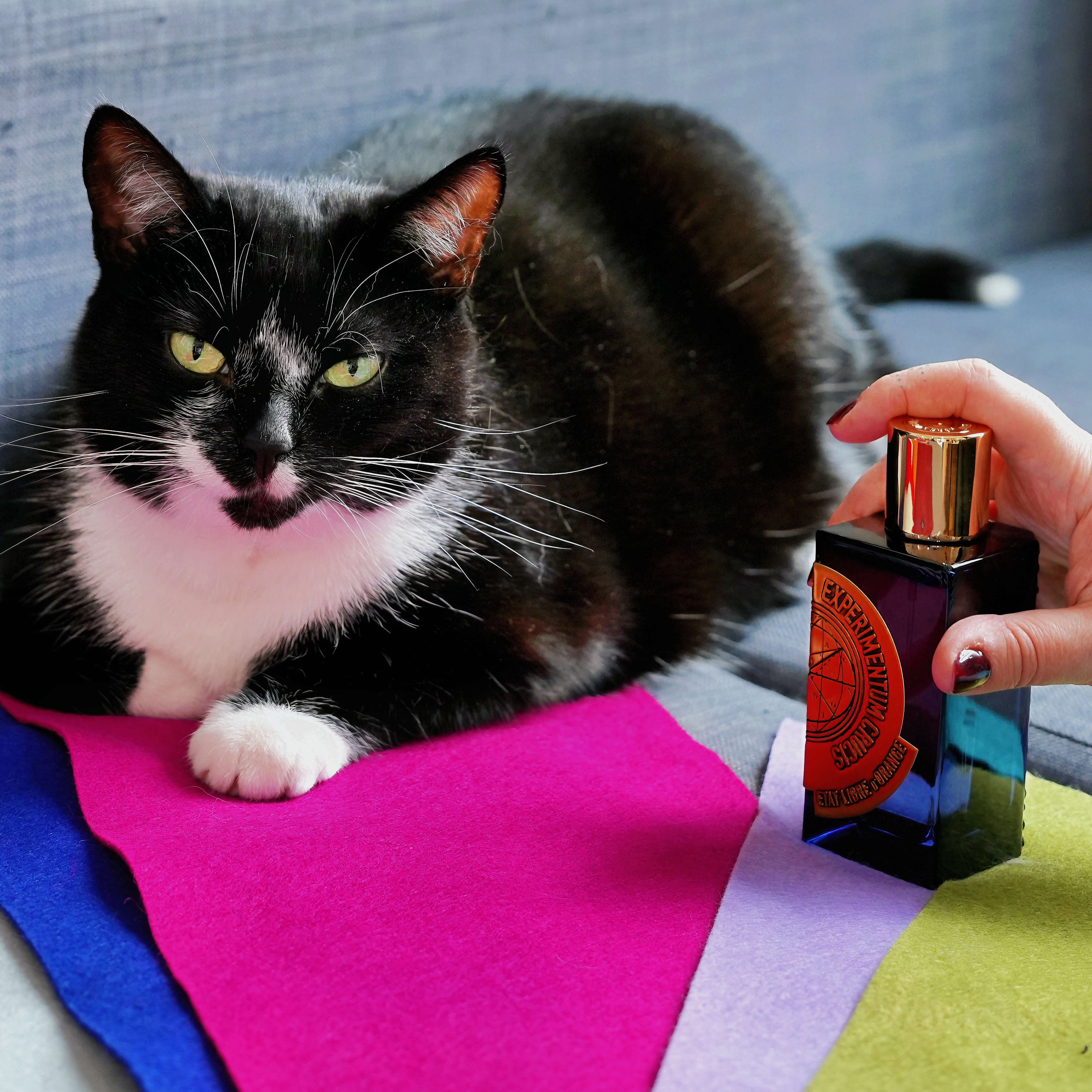 A black and white tuxedo cat is laying on a set of drapes with a perfume bottle next to her