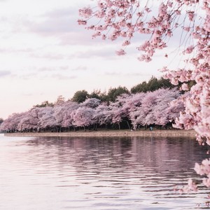 Spring landscape with cherry blossom flowers